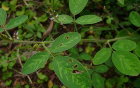 餓螞蝗治風(fēng)熱火眼的方法？