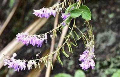 餓螞蝗的藥用價(jià)值！