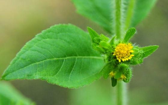 希薟草治療風(fēng)濕痛的方法？