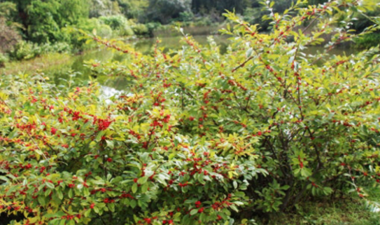 中醫(yī)用落霜紅治療燙傷的方法及其落霜紅的蟲害防護(hù)! 落霜紅