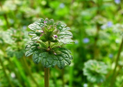 中醫(yī)用來(lái)消腫解毒的寶蓋草有哪些景觀用途呢? 寶蓋草
