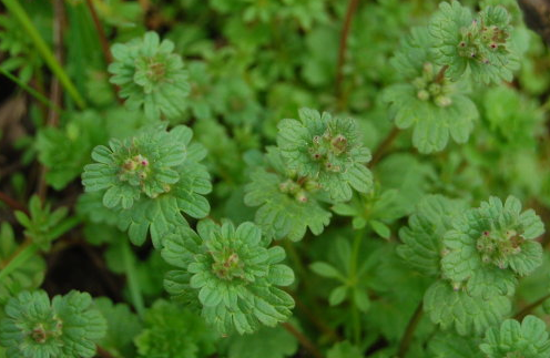 中醫(yī)用來(lái)消腫解毒的寶蓋草有哪些景觀用途呢? 寶蓋草