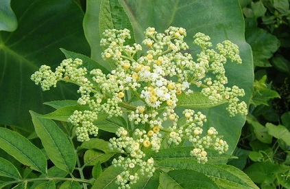 中藥蒴藋蒴藋治療骨折的方法及其蒴藋圖片大全! 蒴藋圖片