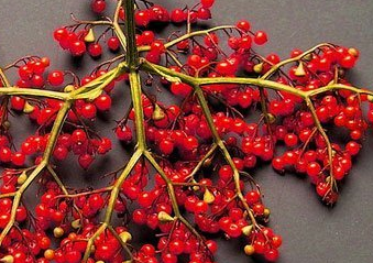 中藥蒴藋蒴藋治療骨折的方法及其蒴藋圖片大全! 蒴藋圖片