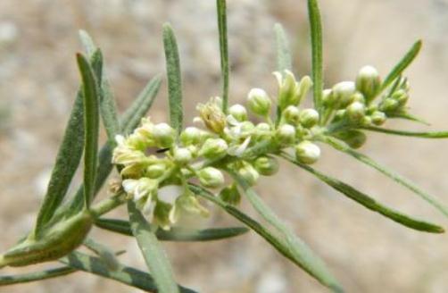 地梢瓜的形態(tài)特征！