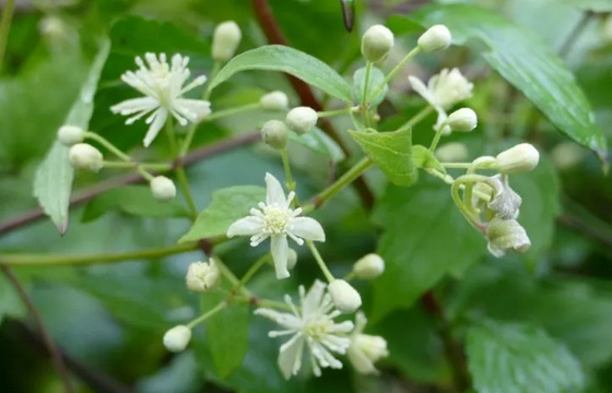 女萎的鑒別 女萎的鑒別