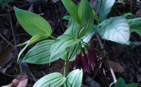 狗尾巴參的功效與作用