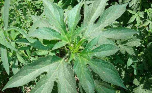 豚草苗期圖片！