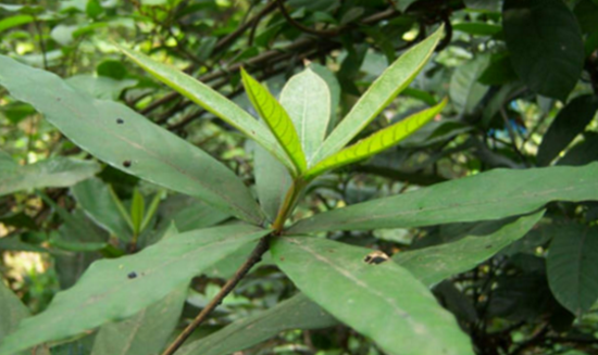 中藥跌打老治療月經(jīng)不調(diào)的方法有哪些? 跌打老