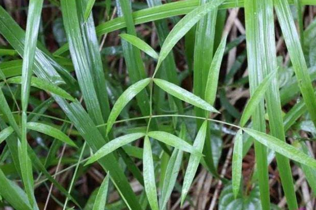 隔山香的應(yīng)用