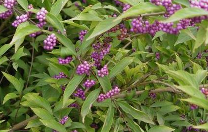 紫珠葉