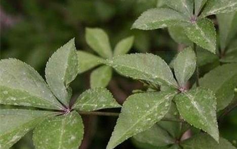 中藥五爪風！！