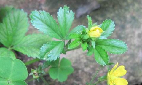 中藥五爪風基本信息！