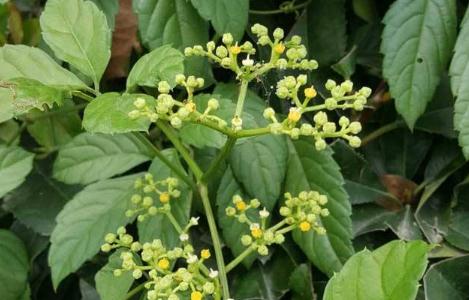 五爪風(fēng)原形態(tài)！