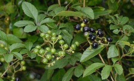 五爪風原形態(tài)！