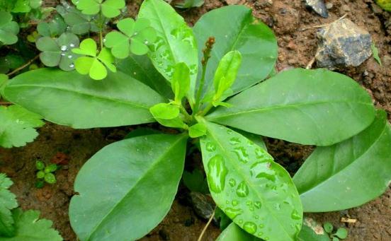 假人參的食用價(jià)值！