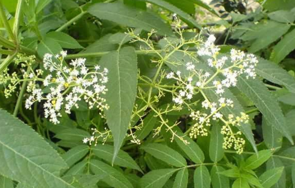 蒴藋的形態(tài)特征