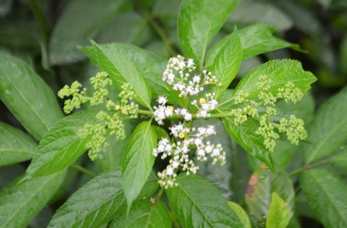 蒴藋的功效與作用