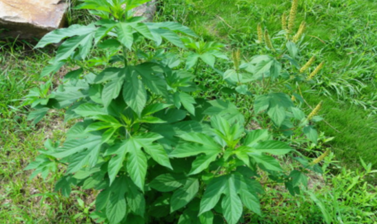 中藥豚草會(huì)導(dǎo)致哮喘病的發(fā)生,那豚草有哪些特征呢? 豚草