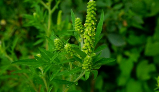 中藥豚草會(huì)導(dǎo)致哮喘病的發(fā)生,那豚草有哪些特征呢? 豚草