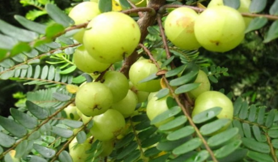 中藥野地瓜的營(yíng)養(yǎng)價(jià)值有哪些? 野地瓜