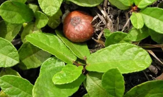 中藥野地瓜的營(yíng)養(yǎng)價(jià)值有哪些? 野地瓜