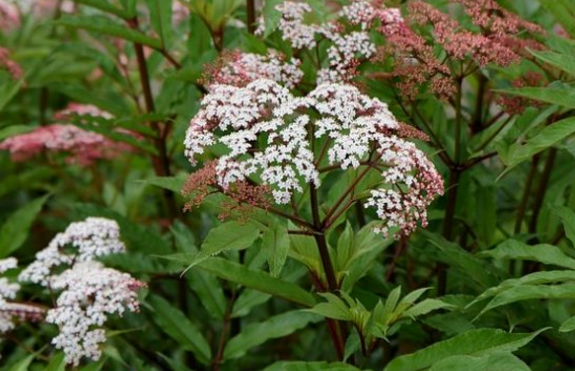 血滿草的的功效與作用