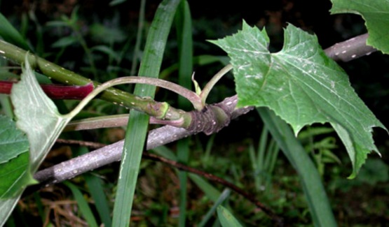 中醫(yī)認(rèn)為大九股牛具有清熱解毒的功效! 大九股牛