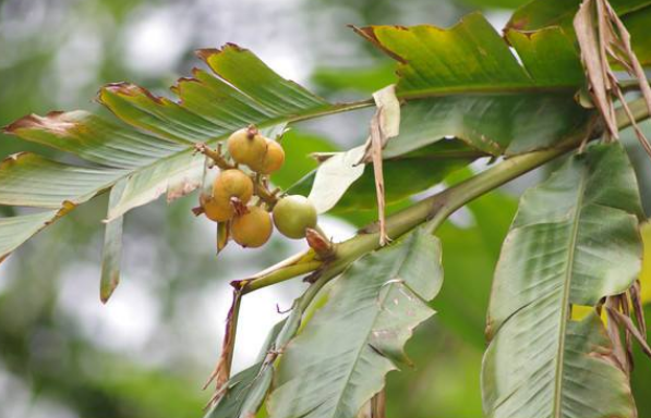 草寇的功效與作用