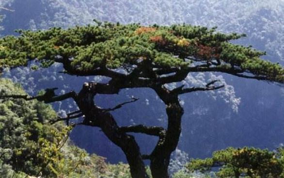 崖松配方藥材！