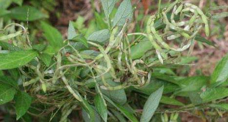 中藥餓螞蝗的藥用價值！