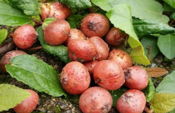 野地瓜的種植 野地瓜的種植