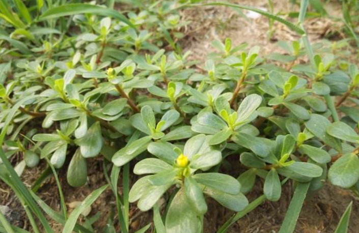 馬齒莧的功效與作用