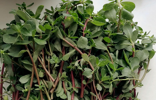 馬齒莧的食用方法