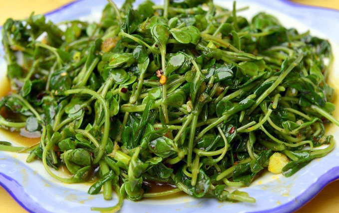 馬齒莧的食用禁忌