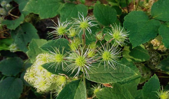 中醫(yī)認(rèn)為女萎有消炎消腫的功效,那女萎有哪些特征呢? 女萎