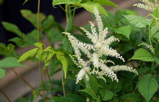 梔子升麻湯的做法及湯劑藥材升麻的功效作用! 升麻的功效!