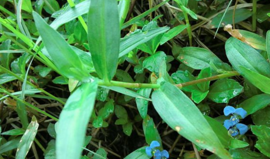 中藥竹節(jié)草可以治療咽喉腫痛,那它有哪些特征呢? 竹節(jié)草