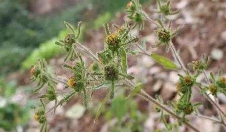 希薟草的功能主治！