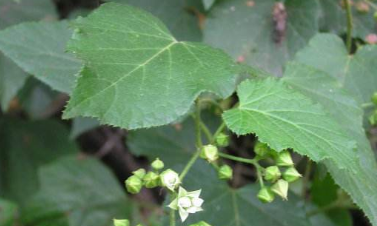 高粱泡葉的功效與作用