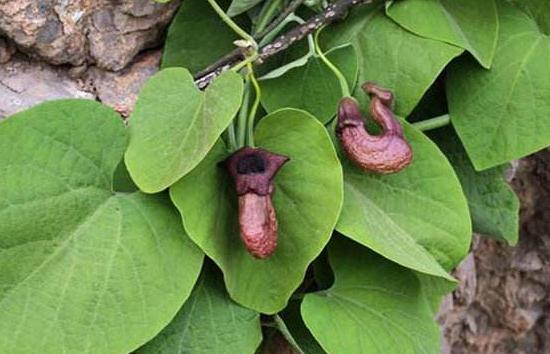 關(guān)木通臨床應(yīng)用！