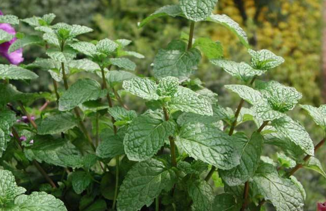 藿香的圖片