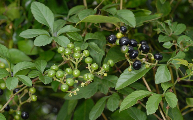 五爪風(fēng)的圖片