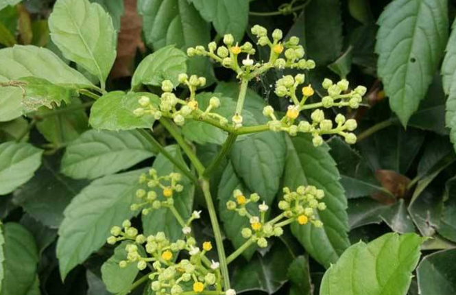 五爪風(fēng)的種植