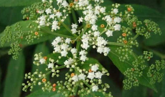 中風(fēng)的3個(gè)信號(hào)你知道嗎?中藥蒴藋治療中風(fēng)的方法 蒴藋