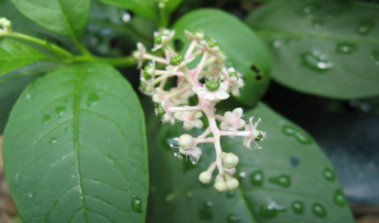 中藥假人參治療多尿癥的方法及其假人參的圖片!