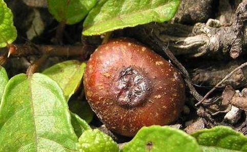 野地瓜分布范圍！