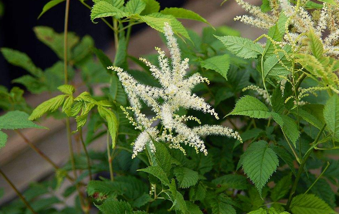 升麻的功效與作用 升麻的功效與作用