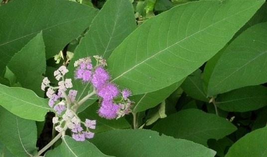 紫珠葉的正確區(qū)分方法！