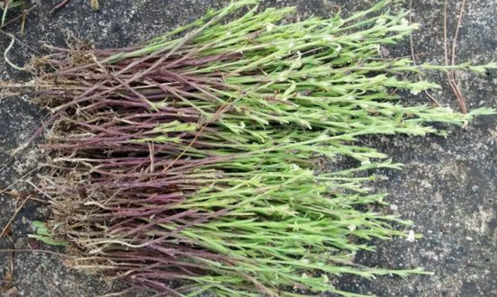 白芍獨(dú)腳柑燉瘦肉